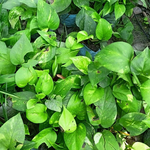 online plant bazar good luck jad.jpg
