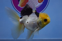 High Quality Fancy Goldfish.png