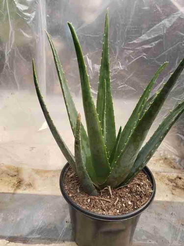 no annual yes live aloe vera pla.jpg