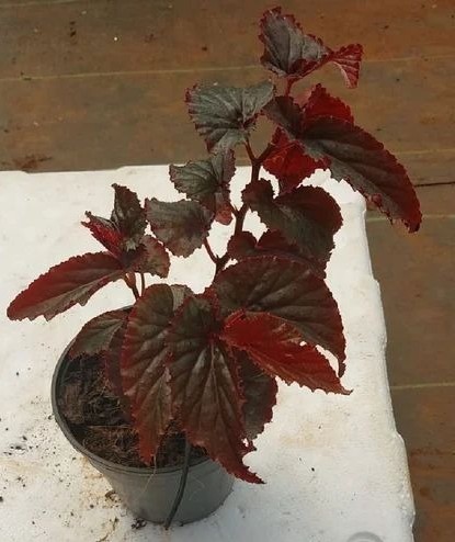 red begonia plant 500x500.jpg