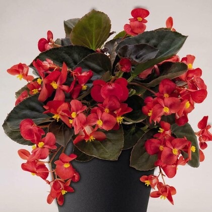 paryavaraan begonia live outdoor.jpg