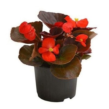 paryavaraan begonia live outdoor (1).jpg