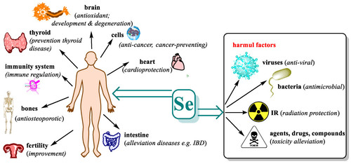 selenium2501.jpg