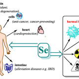 selenium2501