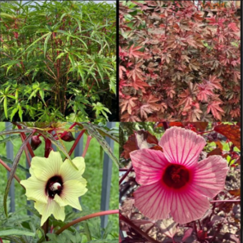 Landscaping Delray Beach.png