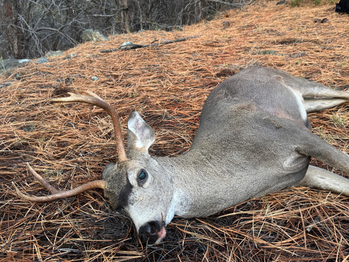 2025 B Zone Blacktail.jpg