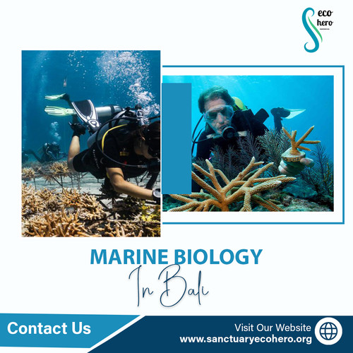 Marine biology in Bali.jpg