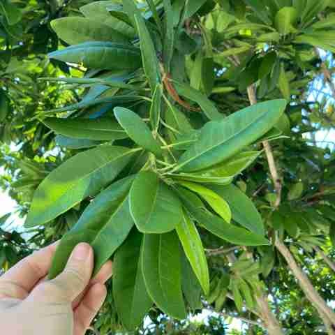 no perennial no allspice live pl.jpg