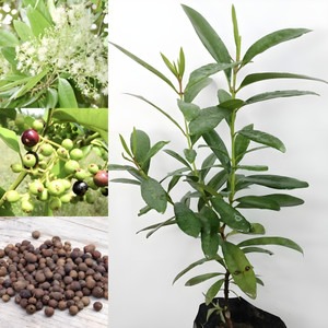 no biennial no all spice plant h.jpg
