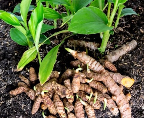 12 1pure organic turmeric seeds (1).jpg