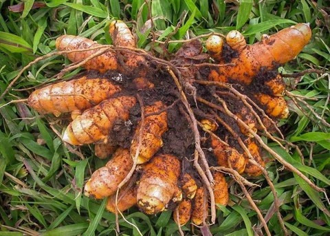 5 turmeric seeds kush original i.jpg