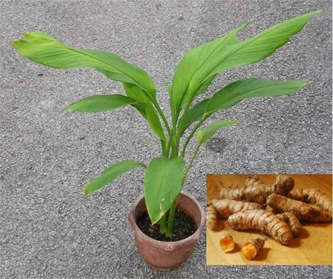 12 1pure organic turmeric seeds.jpg
