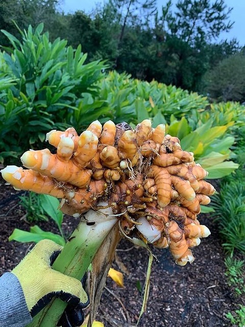 26 curcuma aromatica kasturimanj.jpg