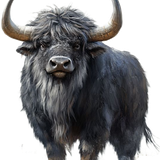bufalo2