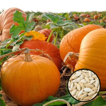 jignisha seeds pumpkin big seeds.jpg