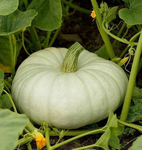 30 pumkin3 arshiayat original im.jpg
