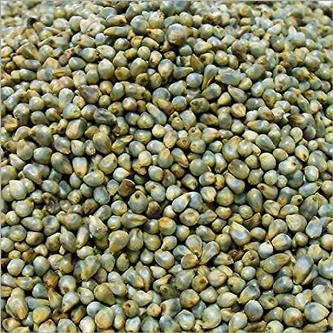 1 bajra seeds 1 kg seeds stokiya.jpg