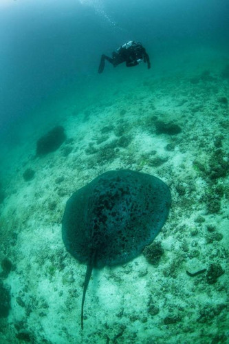 Explore the Ocean Floor: Glass Bottom Boat Trip.jpg