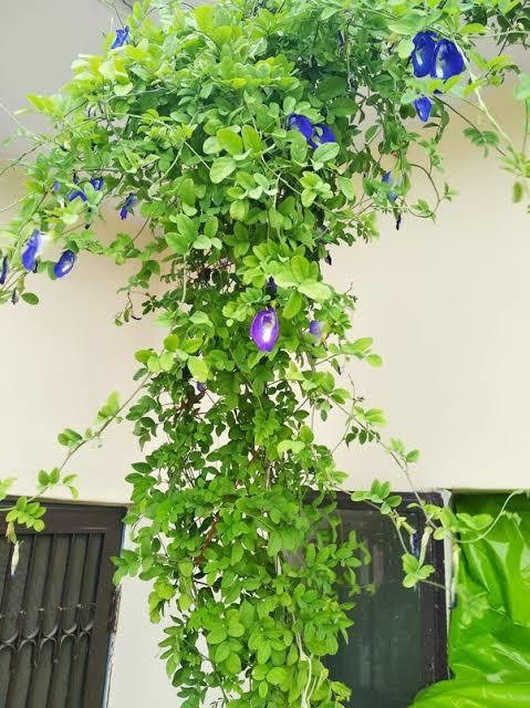 blue aparajita plant 1 healthy p.jpg