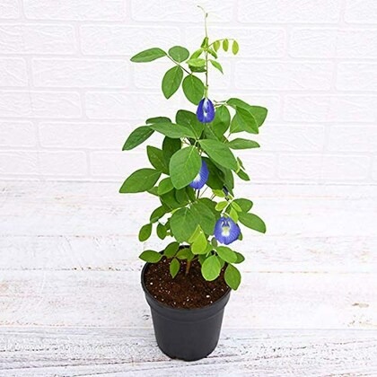 paryavaraanh aparajita creeper l.jpg