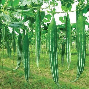 20 snake gourd seed per packet 2.jpg