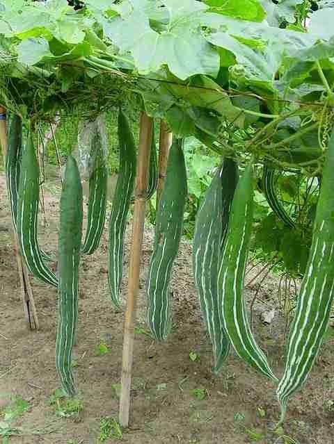 13 desi snake gourd seeds 100 ge.jpg