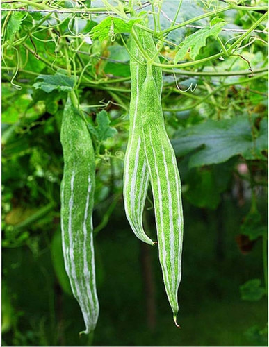 10 1snake gourd long seeds arshi.jpg