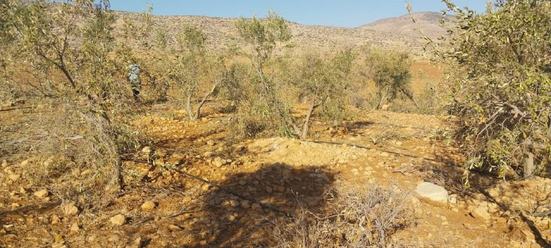 المستوطنون يقتحمون أراضي بردلة في الأغوار الشمالية ويقومون بتحطيم أشجار الزيتون....
