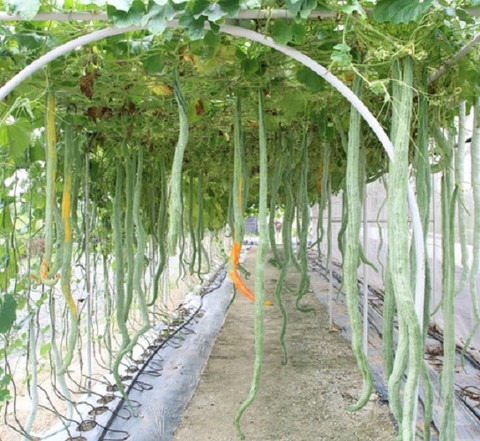 40 hkl m512 everseed original im.jpg