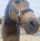 at.gif