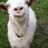 koyun.gif