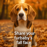 A collage of four photographs with white text prom 1 1