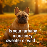 A collage of four fall themed photographs featurin 0 0