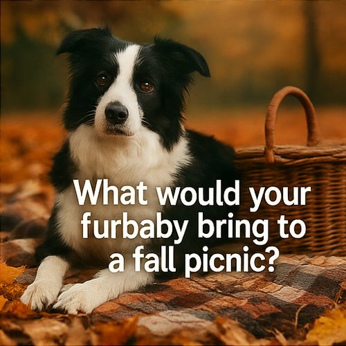 A collage of six autumn themed digital photographs corrected 1 1.png