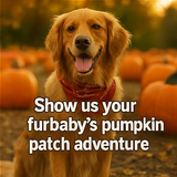 A collage of photographic images with autumn theme 1 1