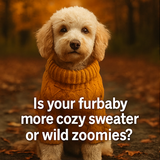 A four panel photographic collage features dogs in 0 0