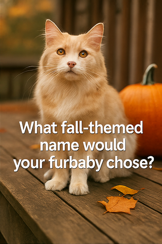 A four panel collage of photographs with overlaid corrected 0 1.png