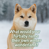 A collage of four photographs of dogs is set in wi 0 0