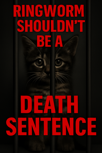 ChatGPT Image Aug 22, 2025, 03 43 25 PM.png