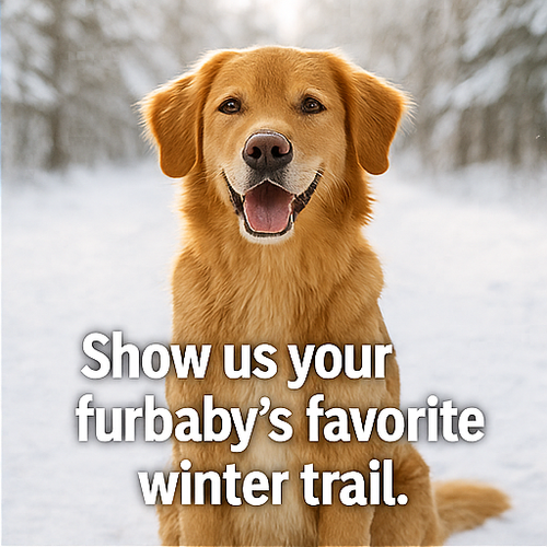 A collage of four winter themed photographs featur corrected 0 1.png