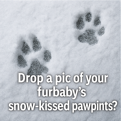 A collage of four winter themed photographs featur corrected 1 0.png