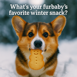 Corgi's Winter Treat with Snowman Cookie