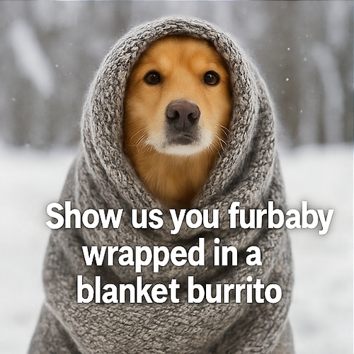 A four panel collage of winter themed digital phot 1 0.png