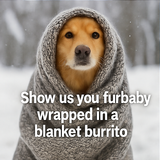 A four panel collage of winter themed digital phot 1 0