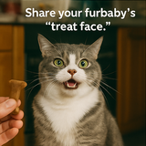 A collage of four photographs featuring cats, each part3