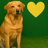 A collage of four digital photographs invites pet part3