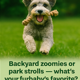 A collage of four digital photographs invites pet part2