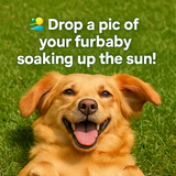 A collage of four vibrant photographs with interac part1