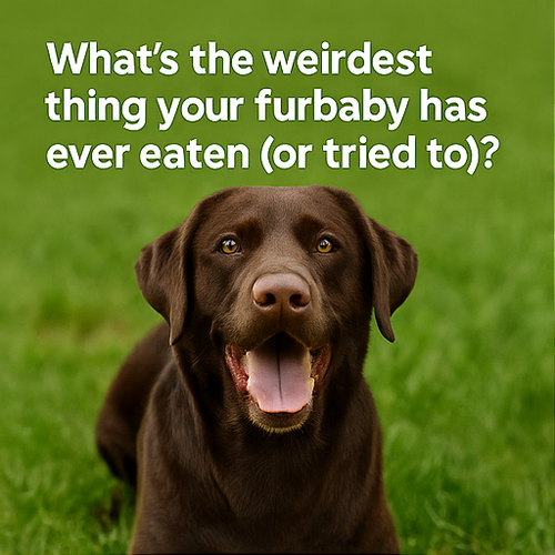 A collage of four square digital photographs, each part1.png