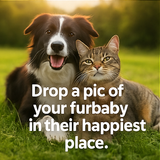 A collage of four photographs of cats, each with a part3